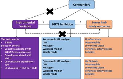 Impact of SGLT2 inhibitors on lower limb complications: a mendelian randomization perspective